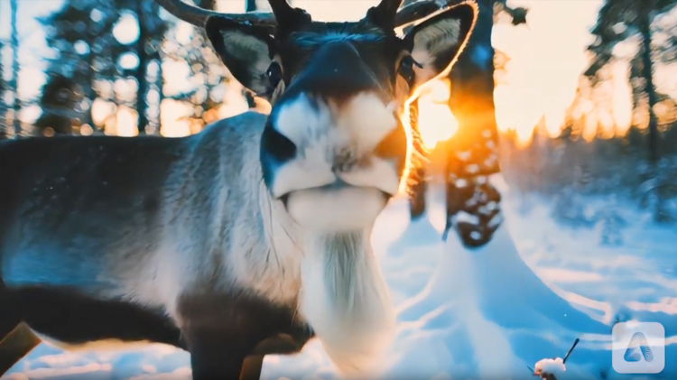 Firefly Video Model(图2) adobe-firefly-video-moose.webp